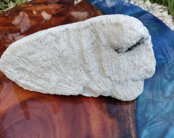 Large Natural Star Coral Fossil