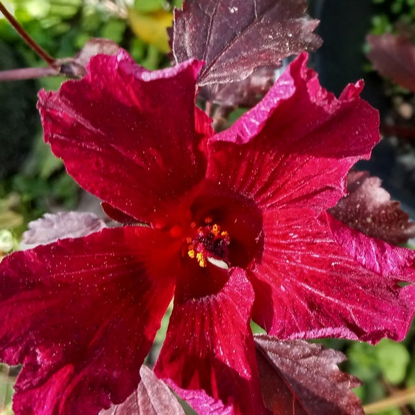 Cranberry Roselle Hibiscus - Rooted Cutting - Hibiscus Sabdariffa - Jamaican Sorrel