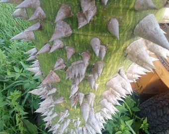 Silk Floss Tree - Chorisia Speciosa - Kapok - Ceiba Speciosa - Live Plant