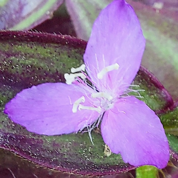 Inch plant - Wandering Dude - Wandering Jew - Tradescantia zebrina - Live Plant