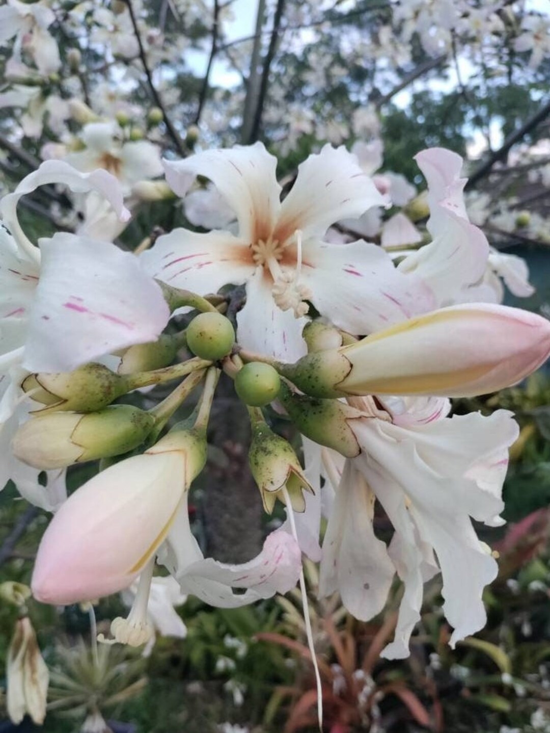 Silk Floss Tree Seeds Chorisia Speciosa Kapok Ceiba Speciosa 3 Seeds