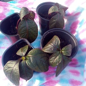 Brazilian Joyweed Alternanthera brasiliana 2 cuttings or 1 rooted image 3