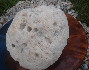 GIGANTIC Star Coral - Natural Beach Coral - Boulder Coral