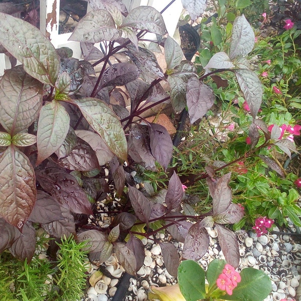 Brazilian Joyweed - Alternanthera brasiliana - 2 cuttings or 1 rooted