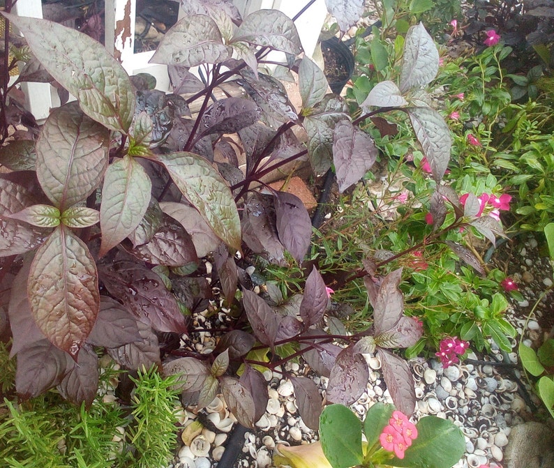 Brazilian Joyweed Alternanthera brasiliana 2 cuttings or 1 rooted image 1