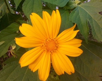 Mexican Sunflower Cuttings - Tithonia diversifolia