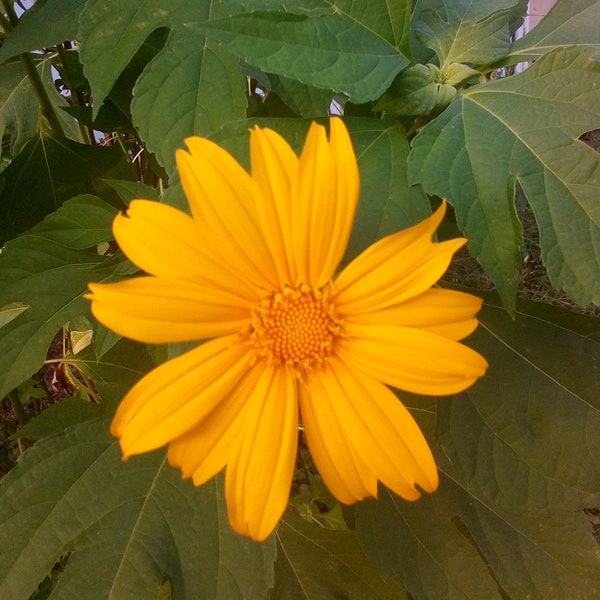 Mexican Sunflower Cuttings - Tithonia diversifolia