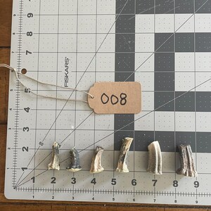 May include: A collection of seven small, beige and brown antler pieces, arranged on a gray and white cutting mat. A small tag with the number "008" is attached to the mat. The antlers vary in shape and size.