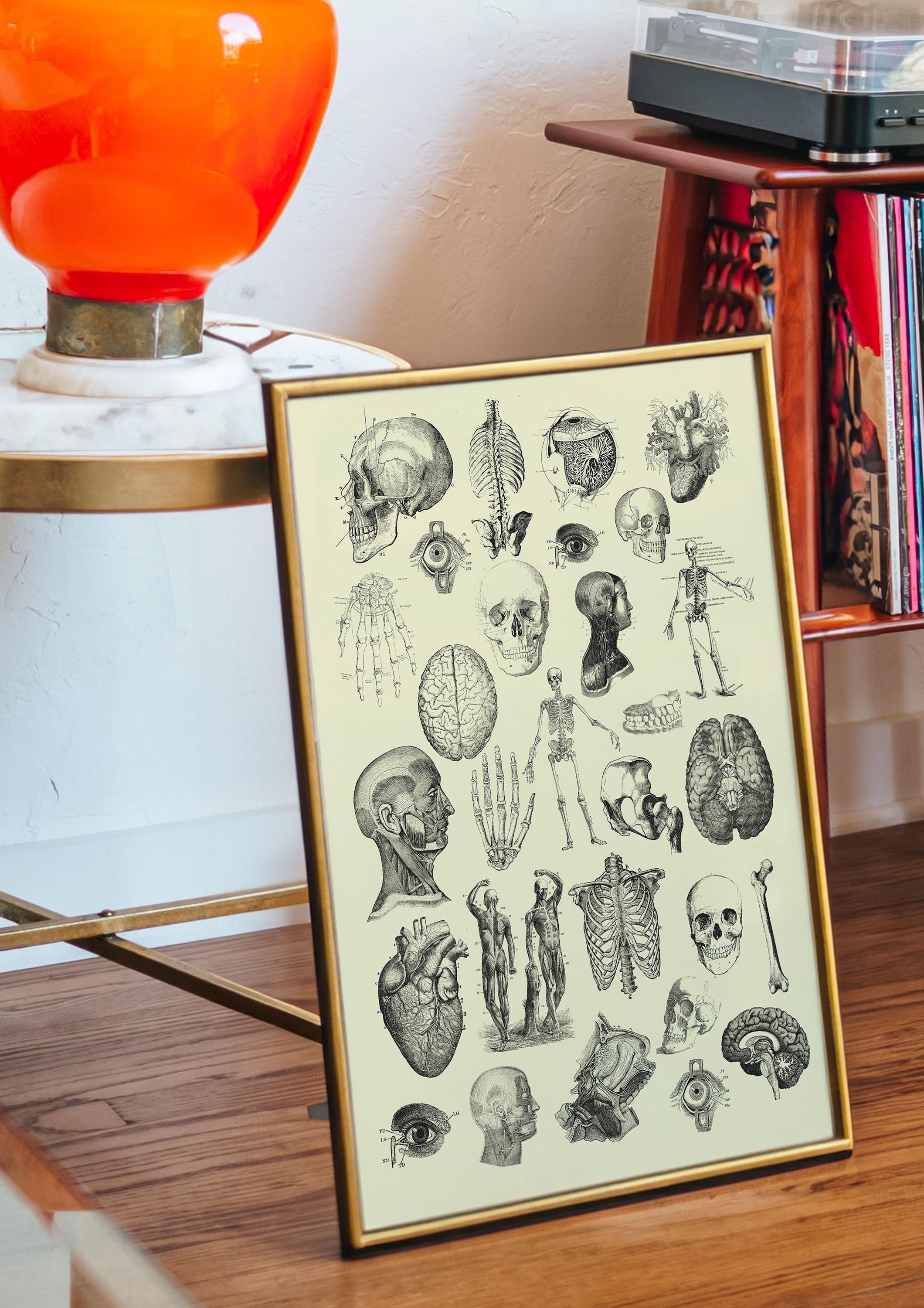 Vintage Human Anatomy Print, Printable Poster, Skeleton Bones Print ...