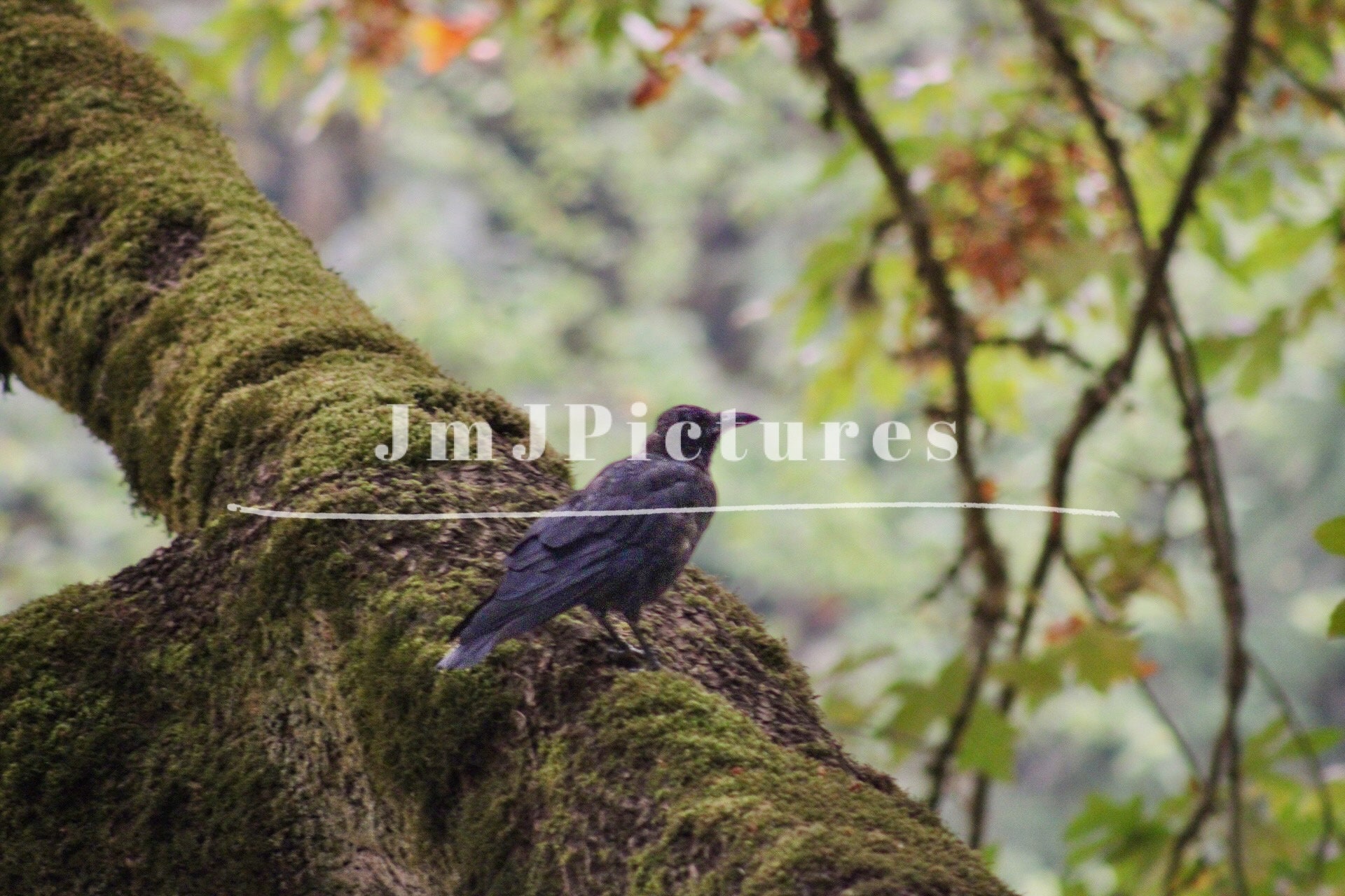 Bird Photo Print Digital Download, Print 6x4, 5x7, 8x10 - Etsy