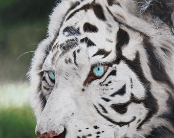 Animal art print, limited and numbered edition art print, white tiger painting, wall decoration