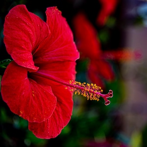 Chinese Hibiscus