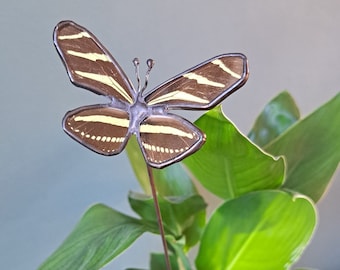 Echte vlinder plantensteker