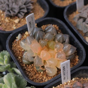 Haworthia Obtusa f. variegata OM