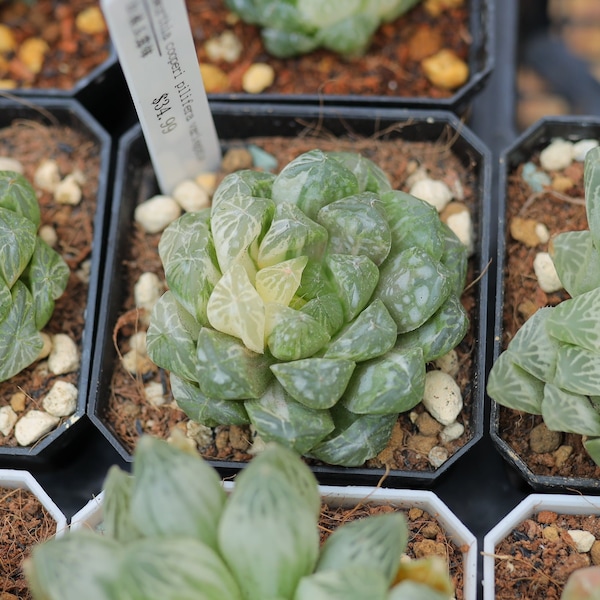 Haworthia cooperi pilifera variegata | Plante succulente vivante | Pas de semences | Expédition partout au Canada | Prix abordables