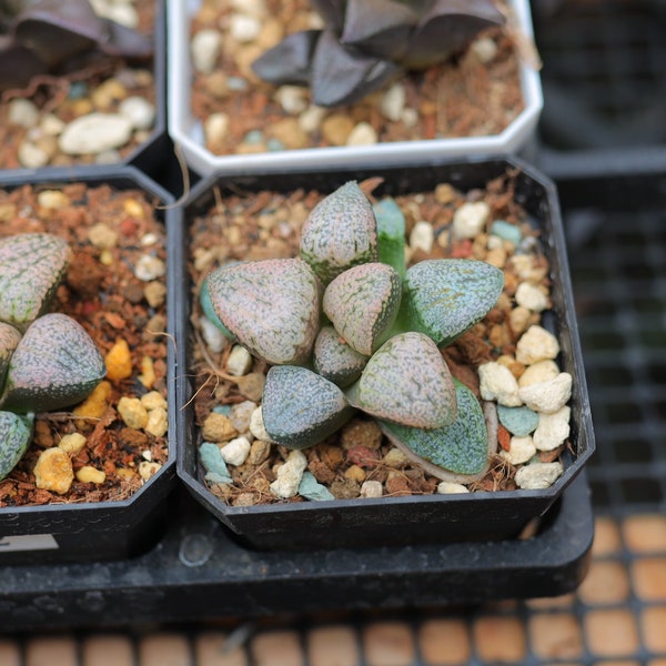 Haworthia Cooperi Venusta | Plante succulente vivante | Pas de semences | Expédition partout au Canada | Prix abordables