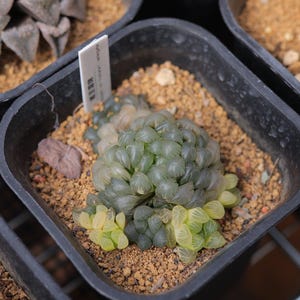 Haworthia cooperi var. truncata f. variegata