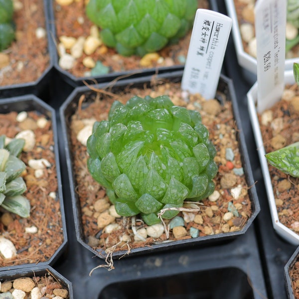 Haworthia cooperi var. image | Plante succulente vivante | Pas de semences | Expédition partout au Canada | Prix abordables