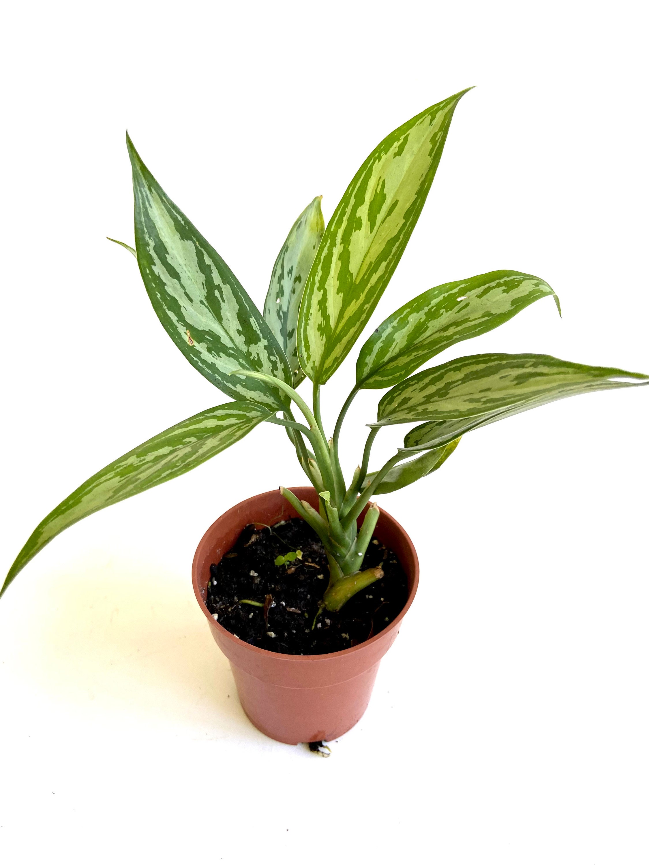 6+ Silver Queen Plant Silver Queen House Plant