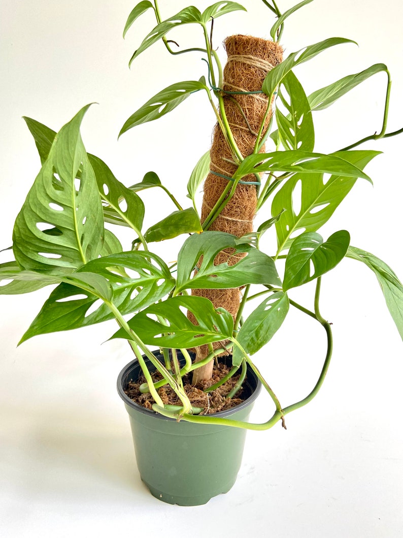 Monstera Adansonii Growing on Moss Coir Totem Pole, 6 Container, Swiss