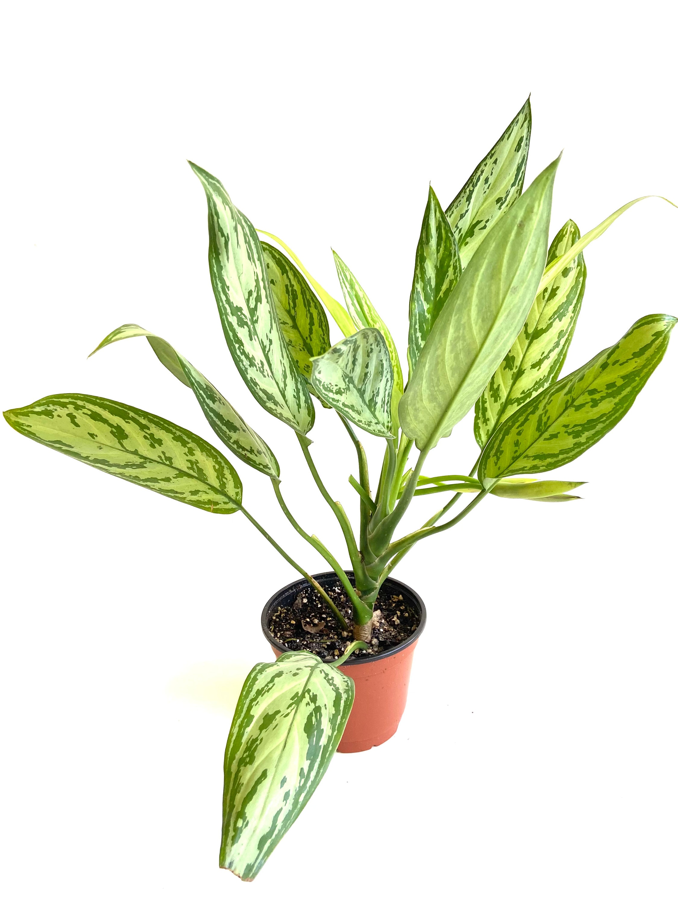 Silver Queen House Plant