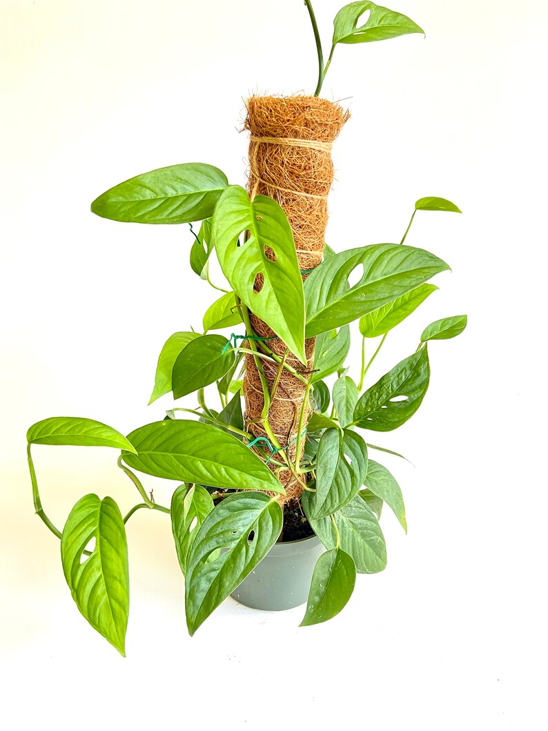 Monstera Adansonii Growing on Moss Coir Totem Pole, 6 Container, Swiss
