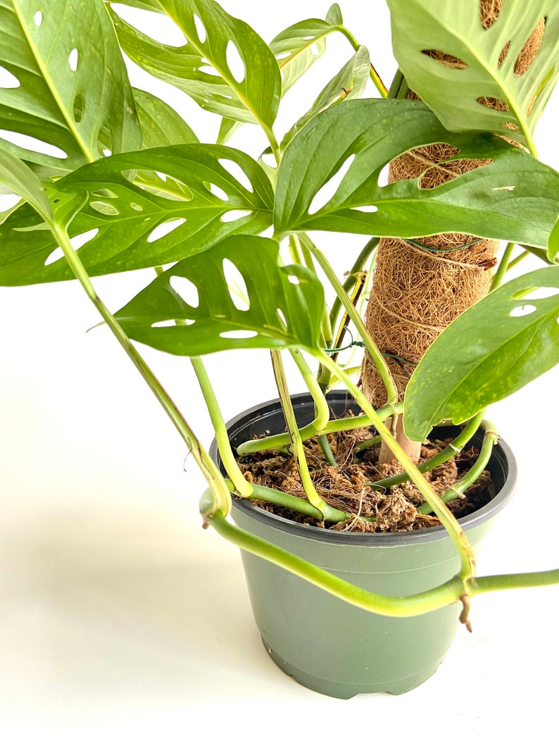 Monstera Adansonii Growing on Moss Coir Totem Pole, 6 Container, Swiss