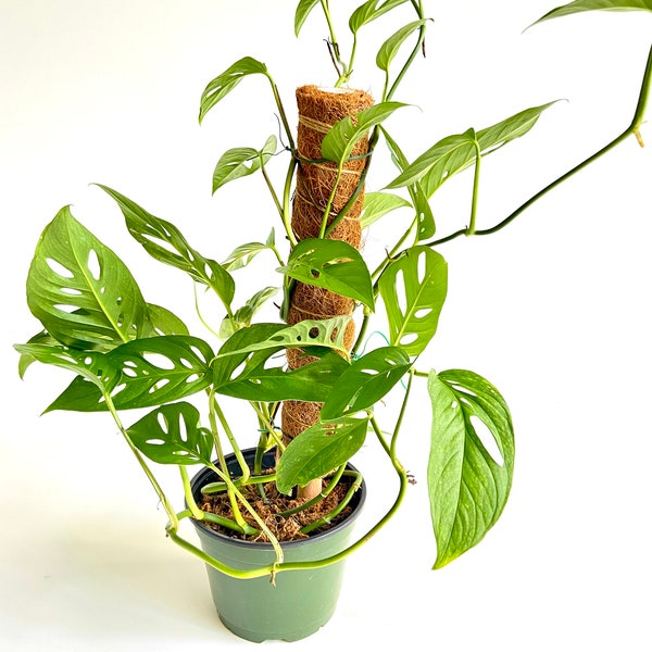 Swiss Cheese Plant Etsy