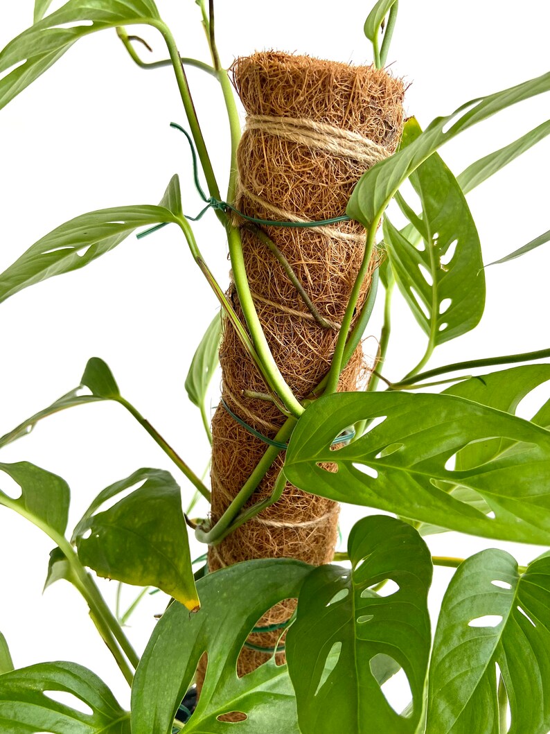 Monstera Adansonii Growing on Moss Coir Totem Pole, 6 Container, Swiss