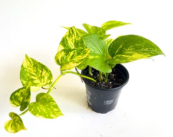 Golden Pothos Plant | Easy care houseplant | Devil’s Ivy plant | Tropical unique houseplant | Epipremnum aureum | 4" Pot
