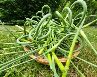 2024 PRE-ORDER Fresh Garlic Scapes (German Extra Hardy and Music Hardneck)! Shipping early June! Price per Pound! Free Shipping over 75 USD!