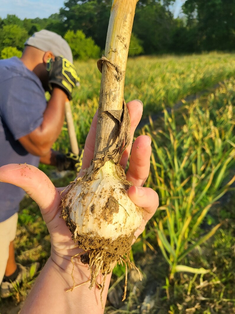 Music Hardneck Garlic for Cooking and Planting Naturally Etsy