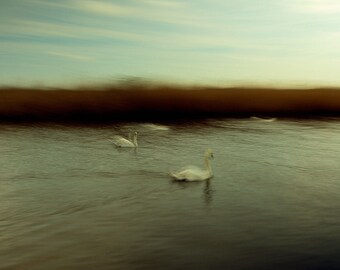 Swans on the Broads