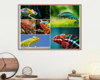 Chameleon Photography Printable Wall Art Collage Nature Photography Collage Chameleon Photo Digital Download Photo Collage Animal Print