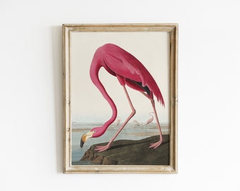 Vintage flamingo illustration | John James Audubon print Birds of America | Magenta flamingo painting | wildlife bird drawing, nature art