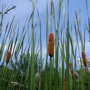 Live Cattails plant (typha latifolia)