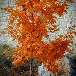 May include: A small tree with vibrant orange leaves, set against a textured stone wall. The tree's branches are filled with autumn foliage, creating a striking contrast with the neutral background. The trunk is slender and the leaves are in full color.