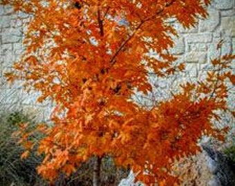 Bigtooth Maple seeds (harvested fall 2023)