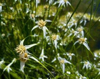 Live White Star Grass plant (Dichromena latifolia)