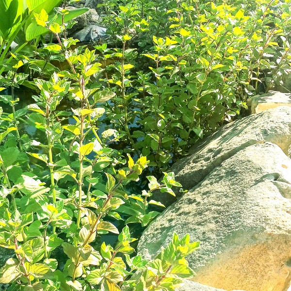 Aquatic Mint (mentha aquatica) live plant, organic (for freshwater ponds)