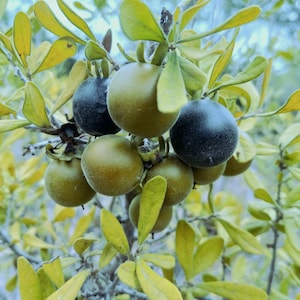 Texas Persimmons (diospyros texana) fruit tree seeds (harvested fresh - July 2024)