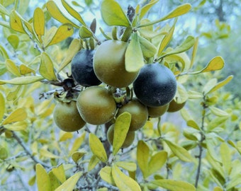 Texas Persimmons (diospyros texana) fruit tree seeds (harvested fresh - August 2022)