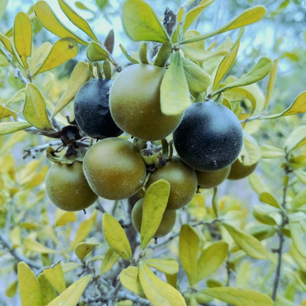 Texas Persimmons (diospyros texana) fruit tree seeds (harvested fresh - August 2022)