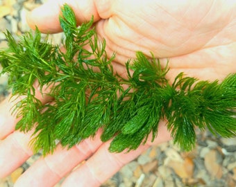 Live Hornwort - 10 plants (organic, for freshwater aquariums or ponds)