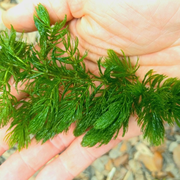 Live Hornwort - 10 plants (organic, for freshwater aquariums or ponds)