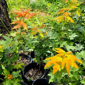 May include: Several young maple saplings planted in black plastic nursery pots. The foliage displays a mix of vibrant green, bright yellow, and orange-red leaves, with some stems showing new growth. The plants are arranged in a cluster.