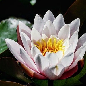 Live White Water Lily Plant (Nymphaea alba)