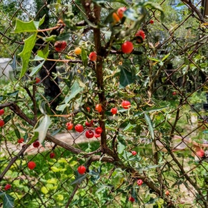 Agarita Berry Seeds - Fresh, harvested 2023