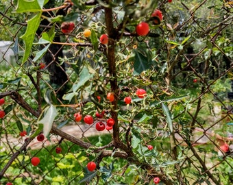 Agarita Berry Seeds - Fresh, harvested 2026