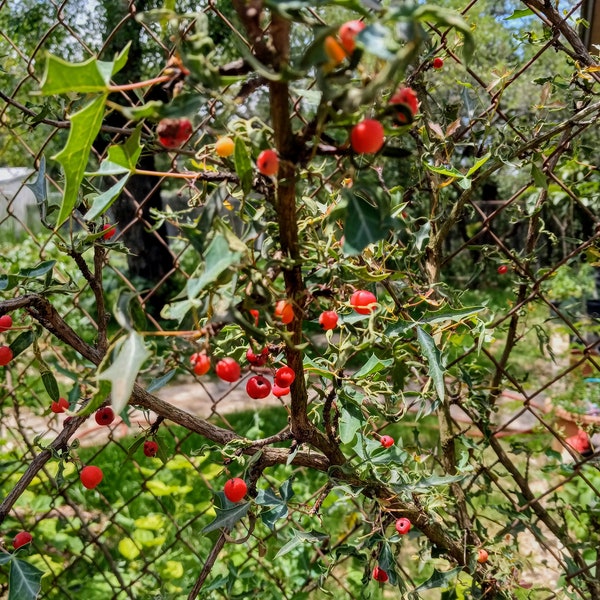 Agarita Berry Seeds - Fresh, harvested 2023